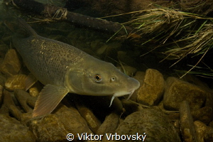 Barbel (Barbus barbus) in a small Czech river by Viktor Vrbovský 